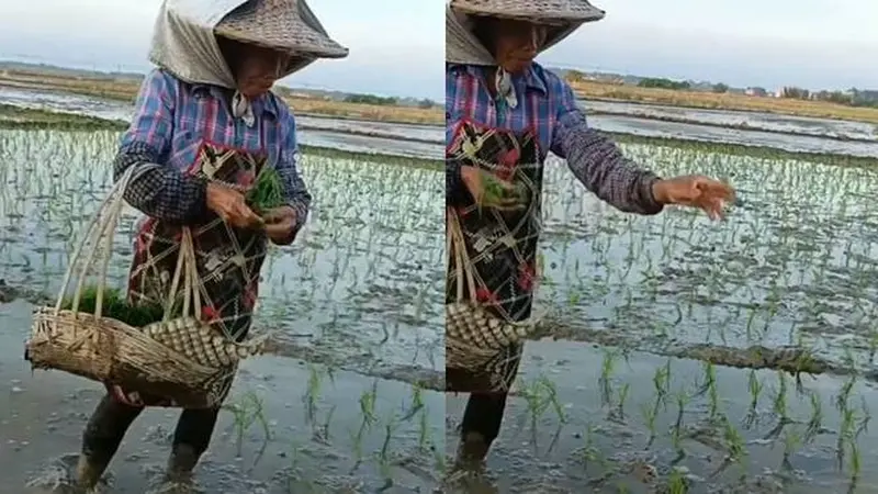 Viral, Cara Nyeleneh Petani saat Tanam Padi Ini Bikin Geleng Kepala