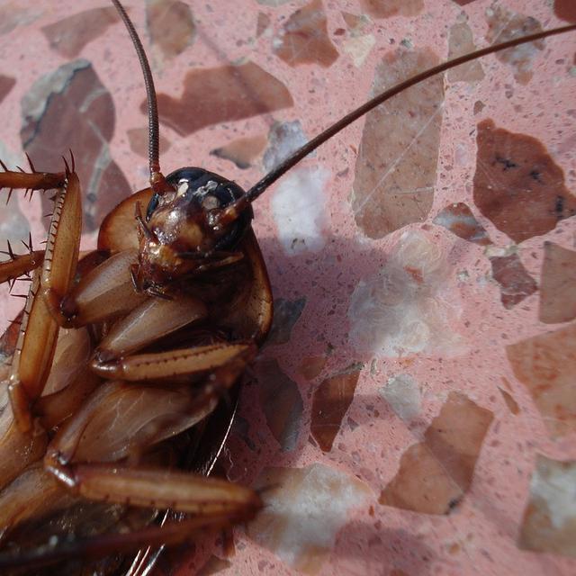 Ramai Pria Jepang Kencani Kecoak Ini 6 Kisah Heboh Manusia Nikahi