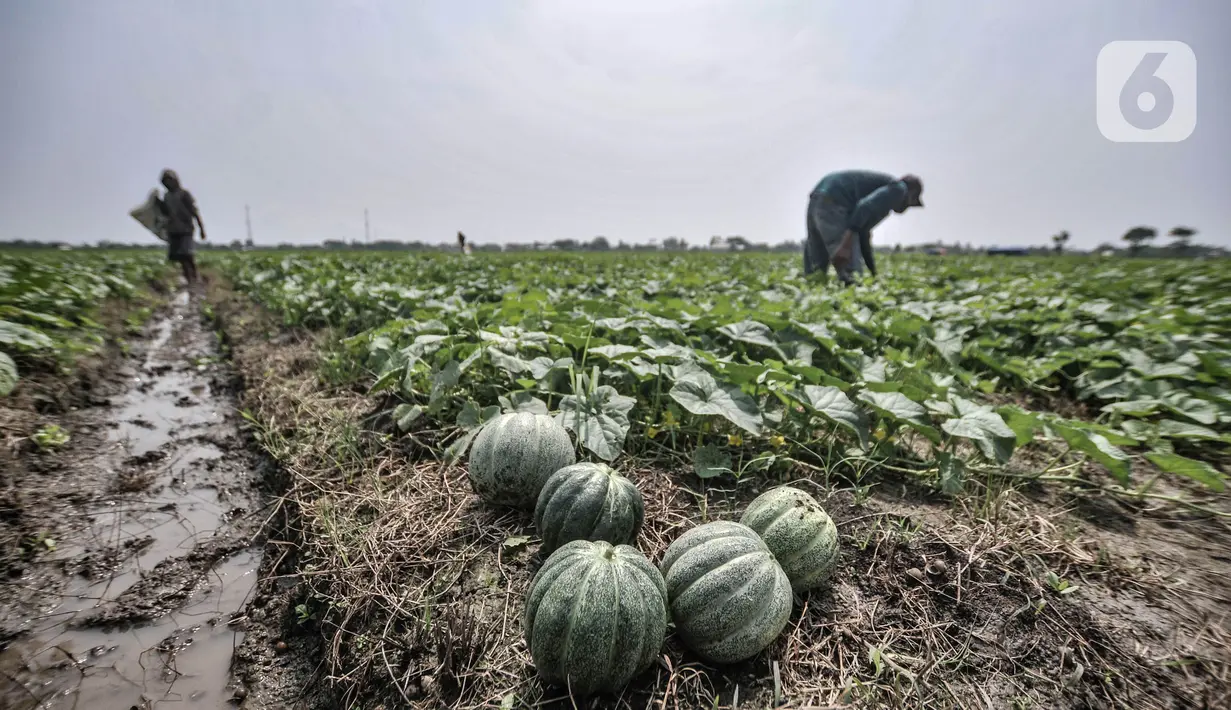 Petani saat memanen blewah di kawasan Babelan, Kabupaten Bekasi, Minggu (18/4/2021). Ilham (45) salah seorang petani mengungkapkan dalam panen 1 hektare lahan mampu menghasilkan total 15 ton blewah dengan harga jual Rp7.000 per kilogram. (merdeka.com/Iqbal S. Nugroho)