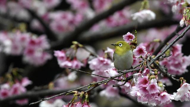 Cara Merawat Burung Pleci yang Baik