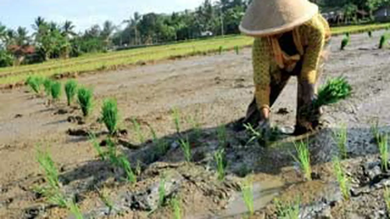 petani menanam di saat kemarau basah