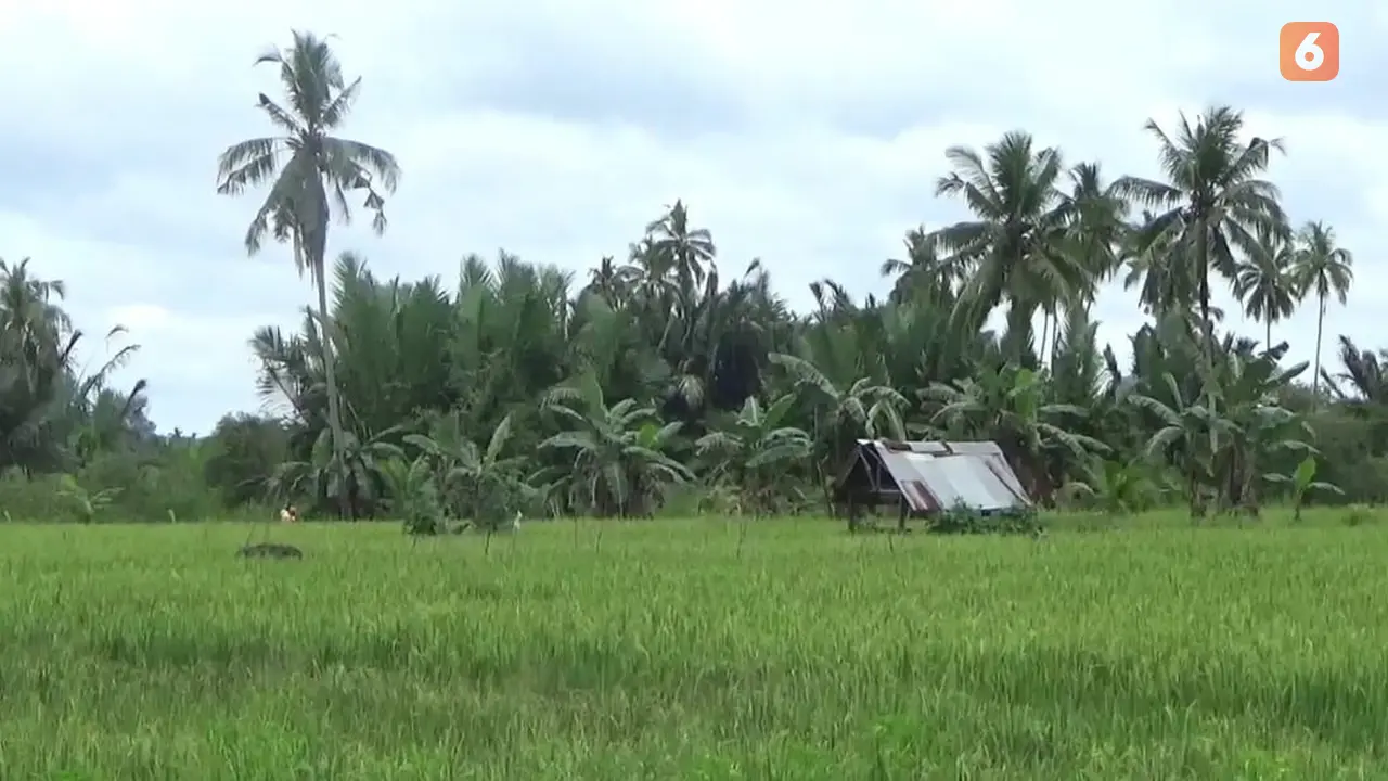 Sawah