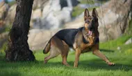 The 10 Smartest Dog Breeds in the World