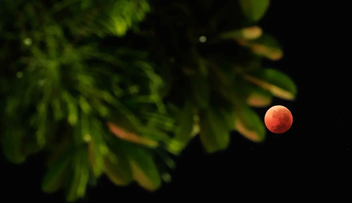 Gerhana bulan total terjadi akan mengubah wajah bulan purnama menjadi merah tembaga yang dikenal sebagai "blood moon". Tampak dalam foto yang menampilkan pemandangan bulan purnama yang juga dikenal sebagai “Blood Moon” dengan daun-daun di latar depan selama fase gerhana bulan total di Jakarta pada 8 September 2025. (YASUYOSHI CHIBA/AFP)