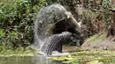 Gambar yang diambil pada 10 Oktober 2015 memperlihatkan dua ekor buaya air asin tengah bertarung di Catfish Waterhole, Taman Nasional Rinyirru, Queensland, Australia. Dua ekor buaya tersebut kelaparan untuk saling memakan. (REUTERS/Sandra Bell)