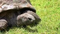 Jontahan, kura-kura tertua sedunia yang tinggal di pulau St. Helena. (Sumber Saint Helena Island Info)