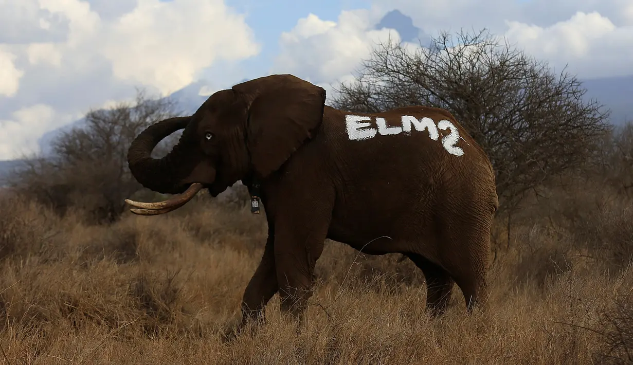 Gajah yang telah dipasangkan radio satelit diberi tanda oleh petugas, Amboseli National Park, Kenya (2/11). Pemasangan radio satelit untuk mempermudah pelacakan gajah liar serta mengendalikan perburuan liar. (REUTERS/Thomas Mukoya)