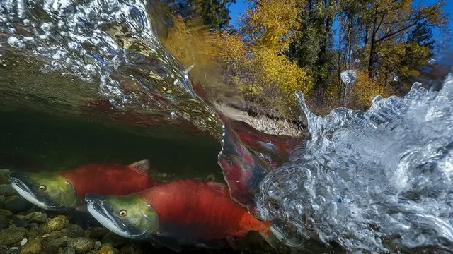 Hasil Jepretan Memukau Fotografi Bawah Air Terbaik 2019 (sumber: underwaterphotographeroftheyear)