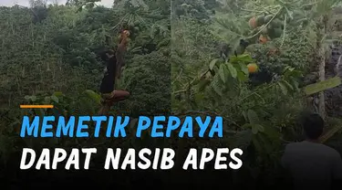 Nasib apes dialami oleh seorang pemuda ketika berhasil mendapat buah pepaya di pohon.