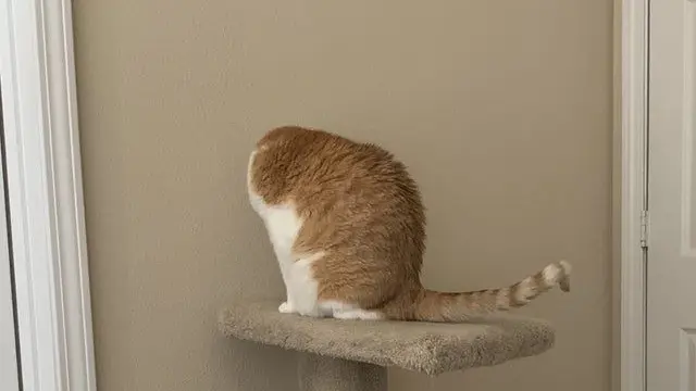 6 Ilusi Optik Kucing Oren Ini Bikin Kamu Lihat Dua Kali, Awas Bingung