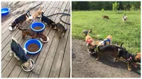 Cerita Haru Pria Tunawisma Rawat 11 Anjing