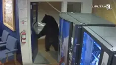 Rekaman kamera cctv menunjukkan seekor beruang masuk kantor polisi. Tak lama berselang, beruang keluar sembari dikejar oleh petugas.