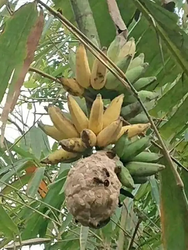 6 Rezeki Tak Terduga Dapat Banyak Pisang Ini Bikin Senyum Bahagia