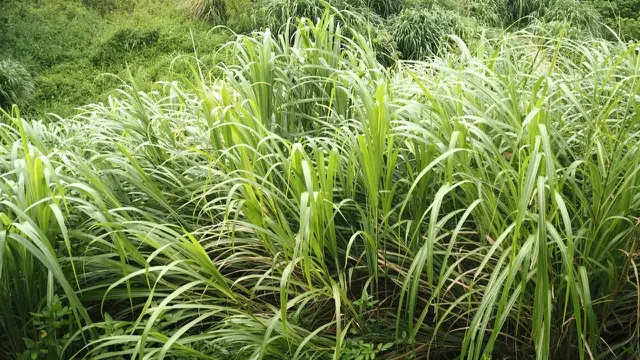Citronella