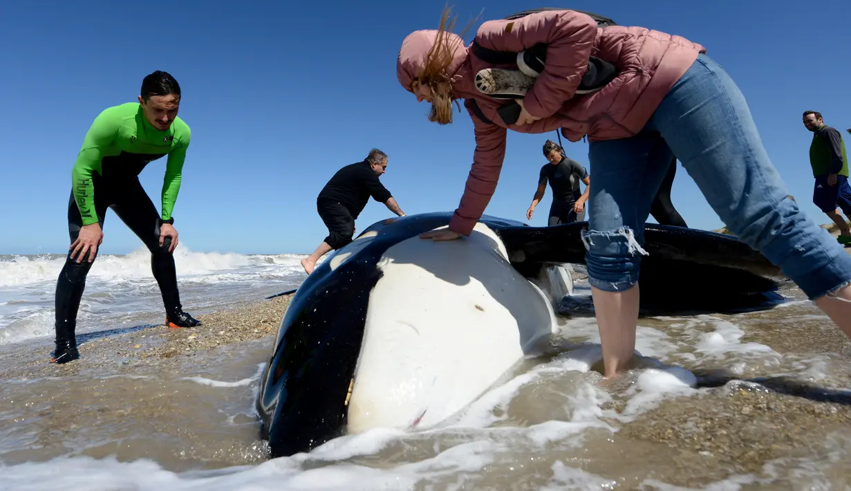 Seorang wanita memeriksa paus pembunuh yang mati setelah ditemukan terdampar di pantai Mar Chiquita, Argentina, Senin (16/9/2019). Sementara enam paus lainnya berhasil dievakuasi ke laut dalam oleh regu penyelamatan dan sukarelawan. (AP/Marina Devo)