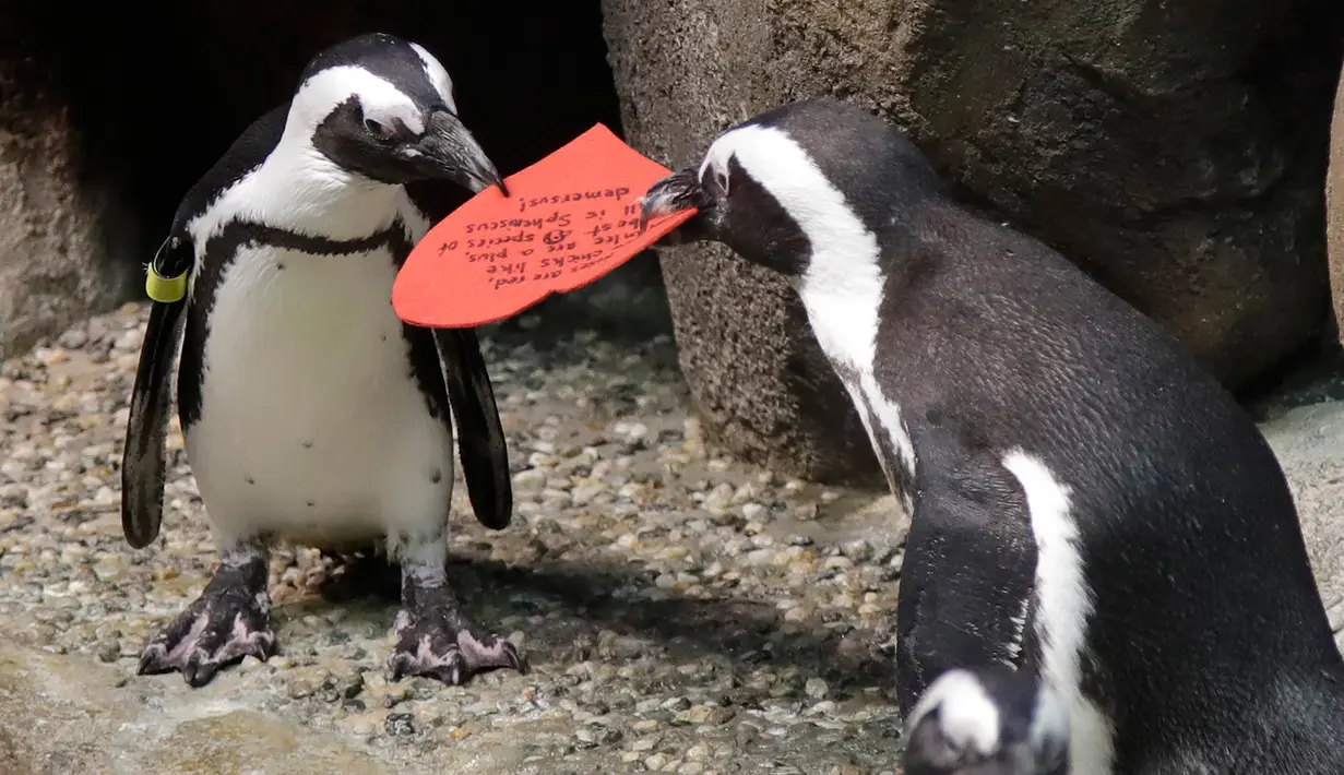 Dua penguin Afrika berebut kartu valentine berbentuk hati di California Academy of Sciences, San Francisco, Rabu (12/2/2020). Penguin secara alami membangun sarang menggunakan kartu ucapan dari bahan itu dan menarik lawan jenis untuk meningkatkan populasi mereka yang terancam punah. (AP/Jeff Chiu)