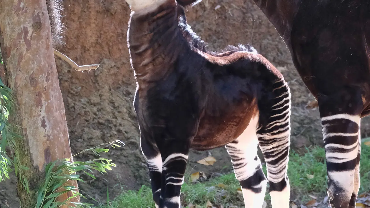 Bayi Okapi di Kebun Binatang Los Angeles