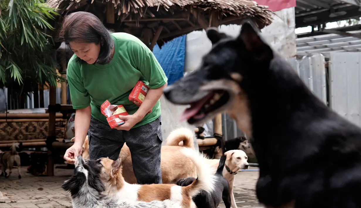 Susana Somali memberikan biskuit kepada anjing di Pejaten Shelter yang ia kelola, di Jakarta, Kamis, (2/7/2020). Jumlah anjing di penampungan telah meningkat sejak wabah COVID-19 dimulai di Indonesia. (AP Photo/Dita Alangkara)