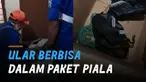 Seorang pemilik pengiriman barang ke luar negeri menemukan ular berbisa didalam paket piala.