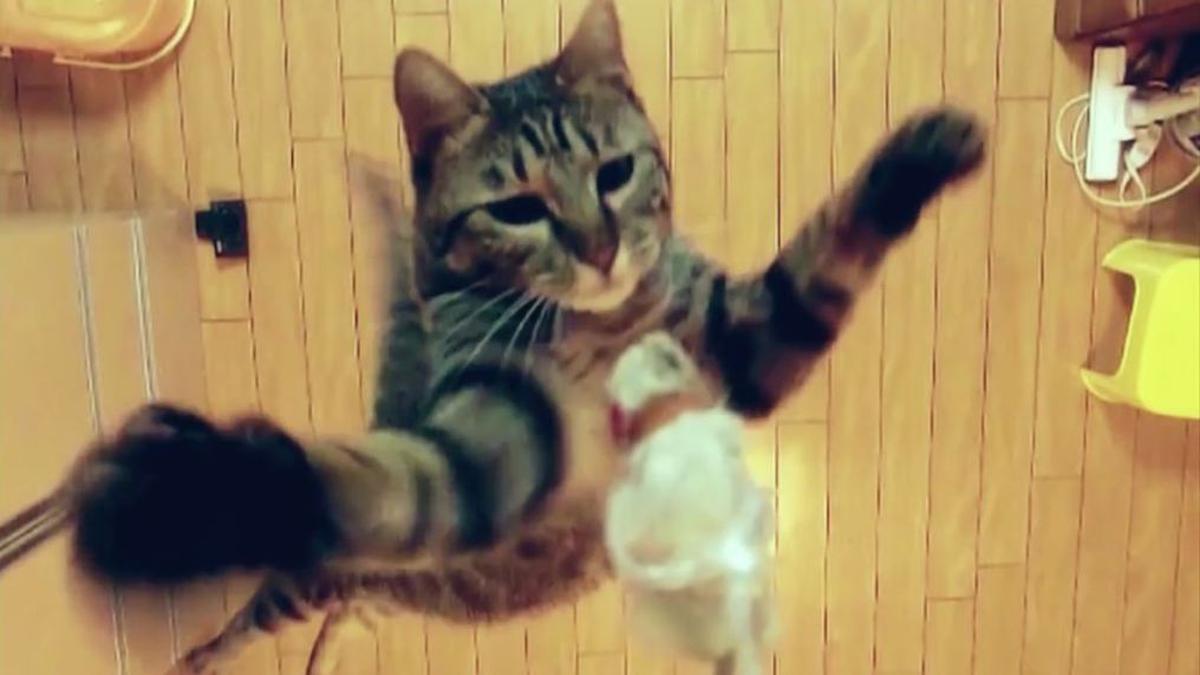 Demi Mainan, Kucing Lucu Ini Bisa Lompat Setinggi Loteng