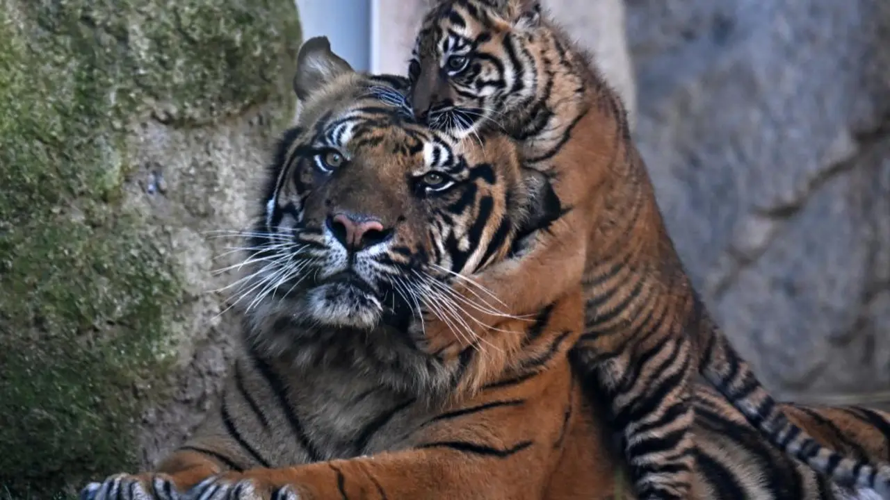 Anak harimau Sumatra di kebun binatang Roma, Italia melakukan debut publiknya pada Kamis (7/3/2024), tiga bulan setelah kelahirannya (Xinhua).