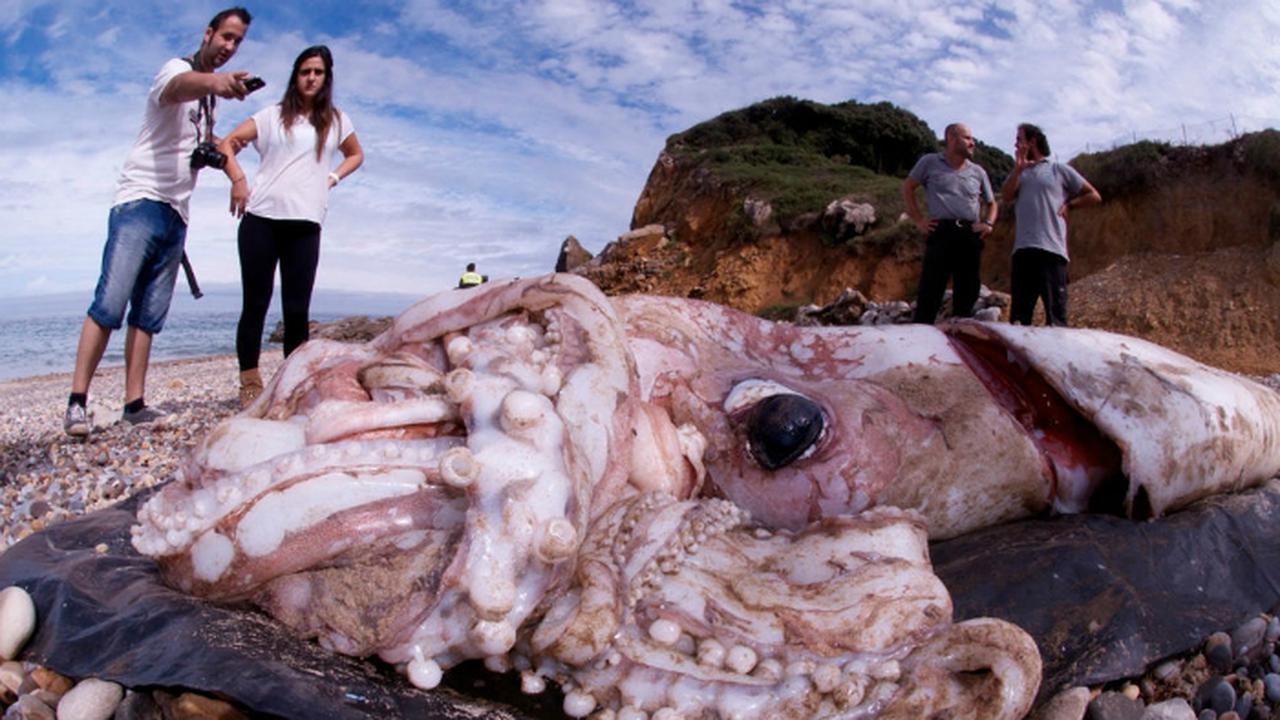 Pada 1 Oktober 2013, cumi-cumi berukuran 9 meter ditemukan terdampar di Spanyol
