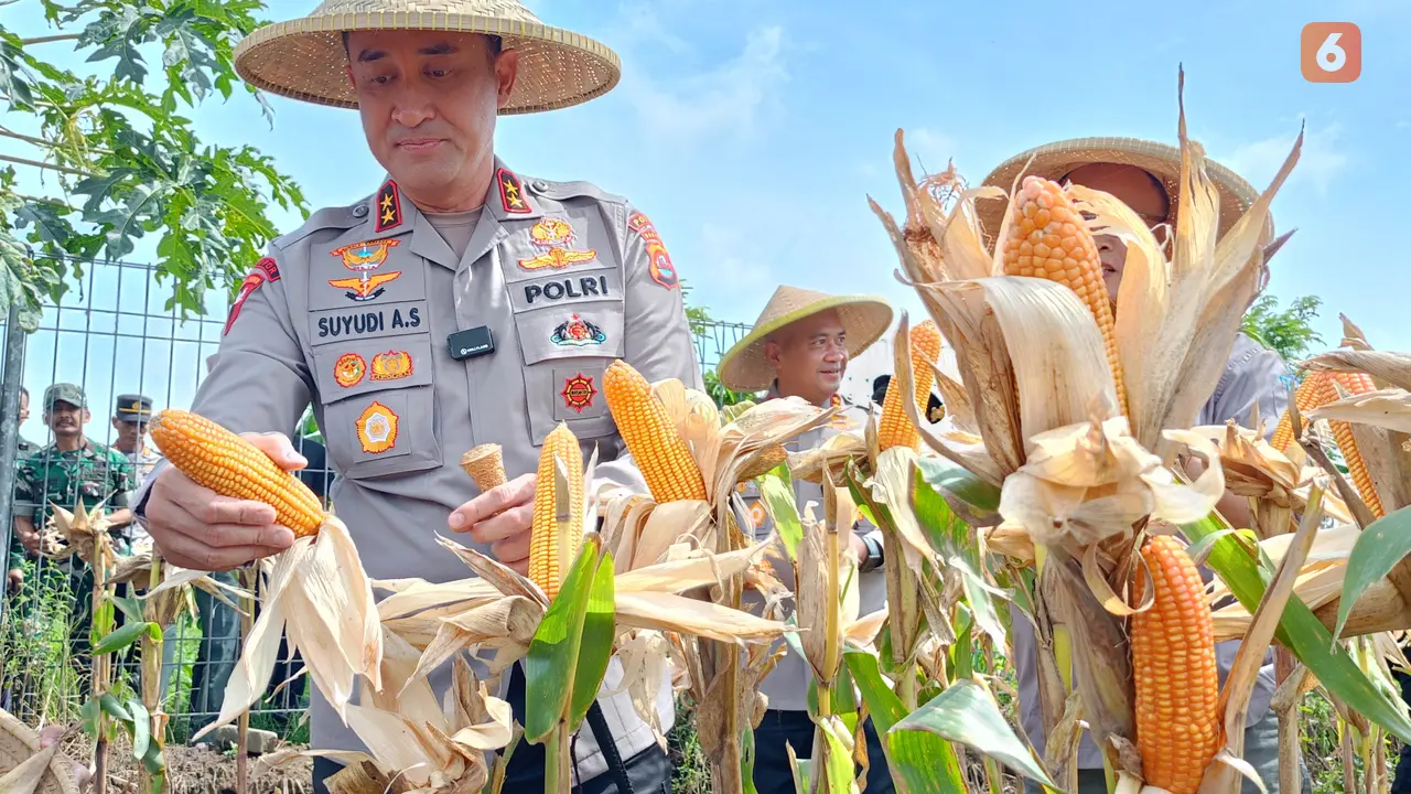 Kapolda Banten Panen Jagung untuk Swasembada Pangan Nasional. (Kamis, 20/02/2025). (Yandhi Deslatama/Liputan6.com).