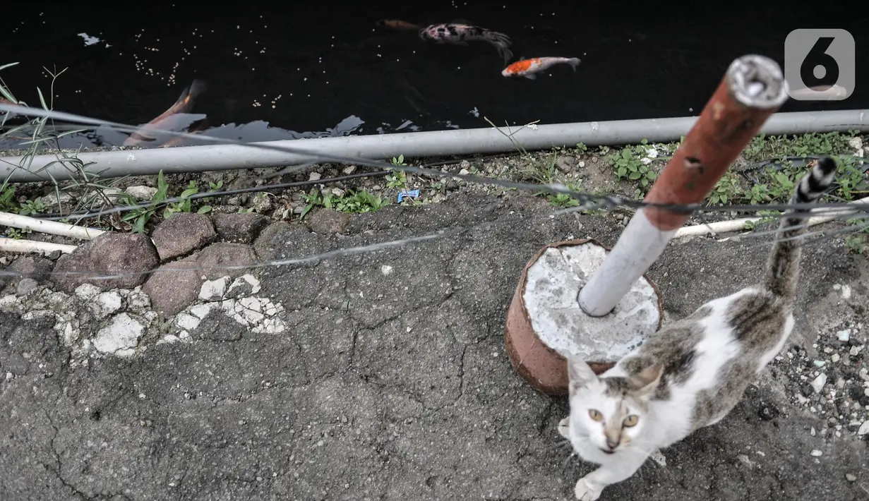 Seekor kucing saat berada di dekat selokan yang diubah menjadi kolam ikan di Jalan Lorong 103, Koja, Jakarta, Senin (1/3/2021). Warga setempat menyulap selokan sepanjang 100 meter tersebut menjadi kolam budi daya berbagai jenis ikan. (merdeka.com/Iqbal S. Nugroho)