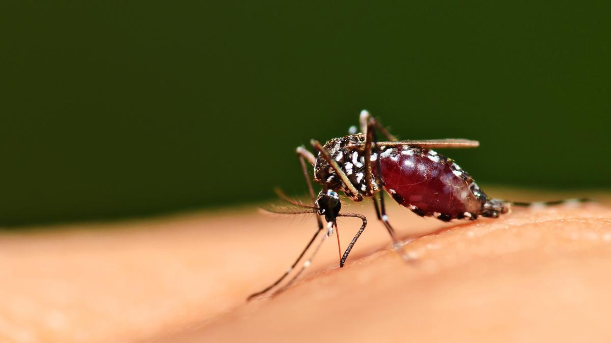 Adalah penyakit oleh chikungunya demam yang virus disebabkan Daftar Nama