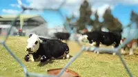 Sapi di pameran Royal Melbourne Show di Australia. (Liputan6.com/Tanti Yulianingsih)