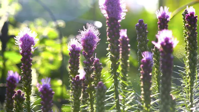 Liatris Ungu Menjulang, Aksen Tegas untuk Taman Hujan