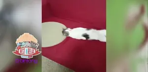 Layaknya Manusia, Kucing Ini Tidur dengan Bantal dan Selimut