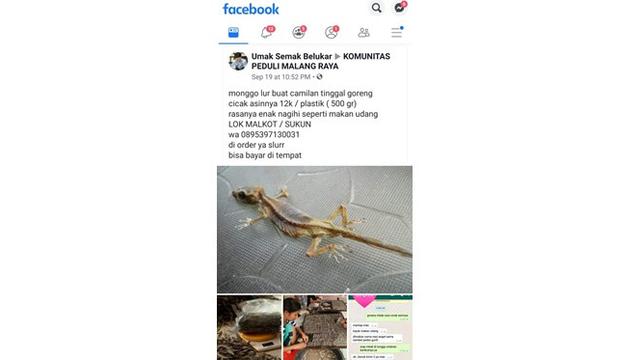 Viral Pria Penjual Cicak Asin Goreng, Proses Pembuatannya Bikin Bergidik (sumber: twitter.com/m_ribhi)