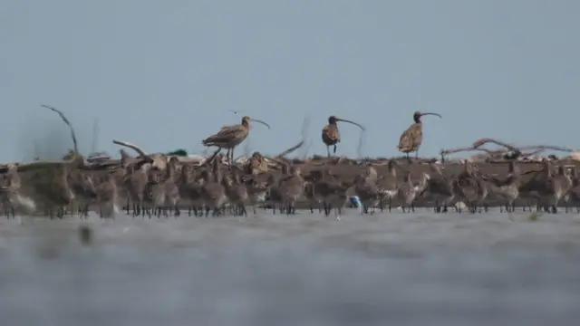 Burung Migran