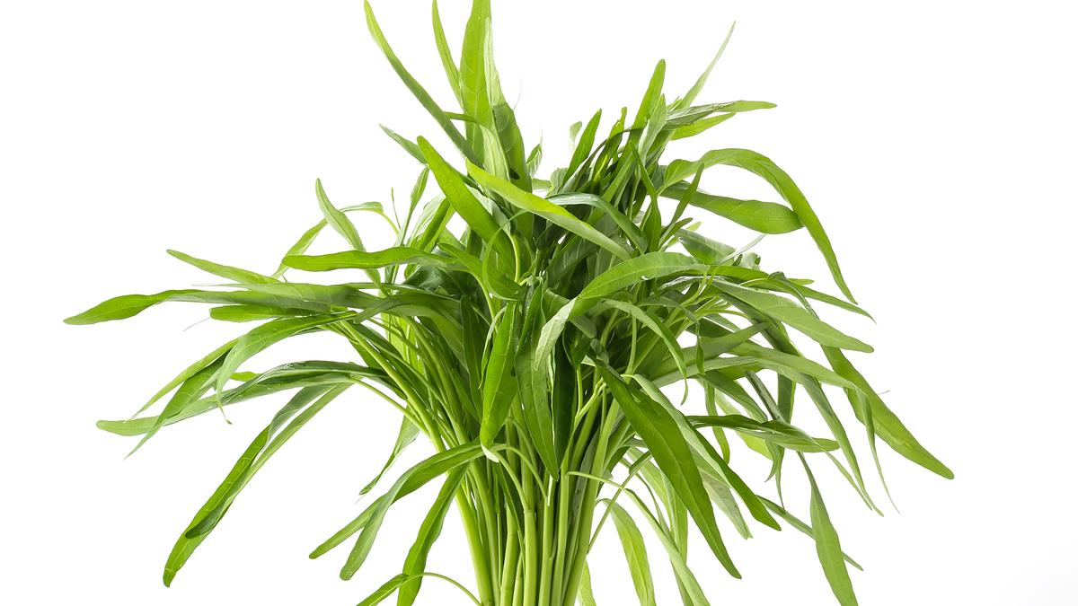 Cara Cuci Kangkung agar Tetap Hijau dan Bebas Ulat dengan Satu Bahan Dapur
