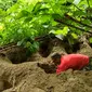 Madi & Jaka, dua warga Pinogu mengali lubang yang berisi telur burung maleo untuk dibawa ke lokasi peneluran pohulongo agar tidak menjadi sasaran predator dan pencuri telur maleo (Dok. BalaiTNBNW)