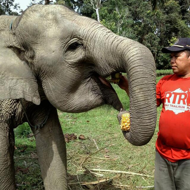 Sama Dengan Manusia Gajah Juga Butuh Obat Anti Cacing Regional Liputan6 Com