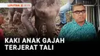 Seekor anak gajah liar berusia 2 tahun terluka akibat tali jeratan di kakinya. Jeratan diduga dipasang oleh para pemburu babi.