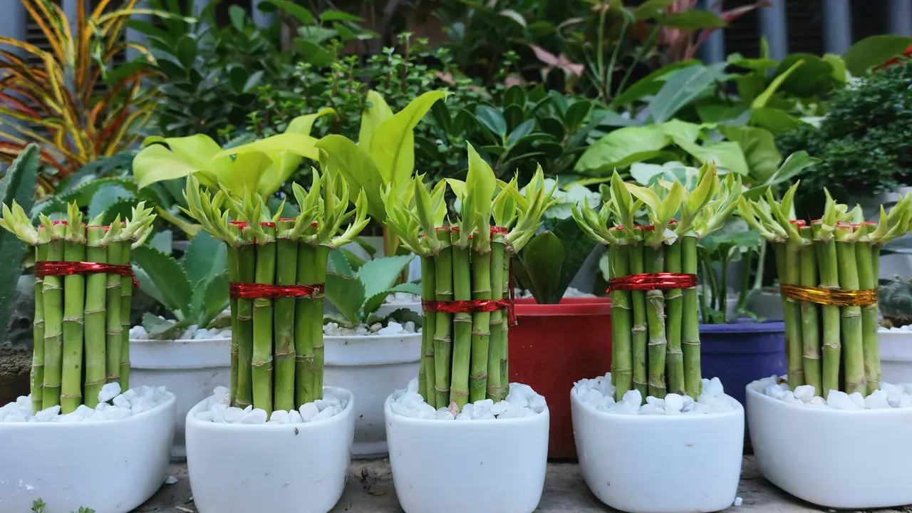 Bambu Keberuntungan (Dracaena sanderiana)/Photo by Toushif Alam on Unsplash