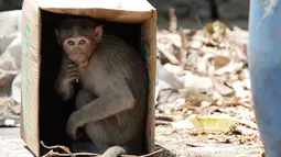 Seekor monyet duduk di dalam kardus untuk melindungi diri dari panas di Guindy Children's Park di Chennai (10/6/2019). Gelombang panas yang menyapu bagian utara dan barat India dengan suhu maksimum melonjak hingga 48 derajat Celcius ( 118 F) membuat para monyet kepanasan. (AFP Photo/Arun Sankar)
