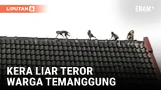 Geger! Warga Temanggung Diteror Kawanan Kera Liar