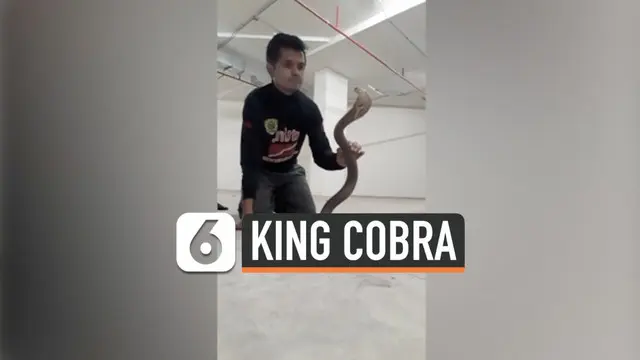 Tak semua orang memiliki keberanian untuk berhadapan dengan ular berbisa apalagi ular jenis king kobra. Seorang pawang di Thailand perlihatkan cara bagaimana menaklukan hewan ganas tersebut.