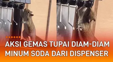 Ada-ada saja aksi gemas seekor tupai diam-diam minum soda dari dispenser.