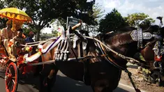 Sebuah Dusun di Purworejo, Jawa Tengah memiliki adat yang unik, setiap calon pengantin diarak keliling kampung dan diharuskan mencium setiap Bayi.