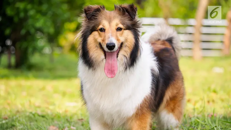 Anjing Jenis Shetland Sheepdog