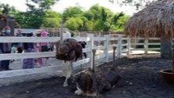Upaya Menyulap Jember Mini Zoo Jadi Lembaga Konservasi Eduwisata