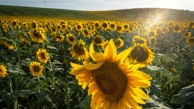 5 Cara Menanam Bunga  Matahari  dari Biji yang  Mudah  