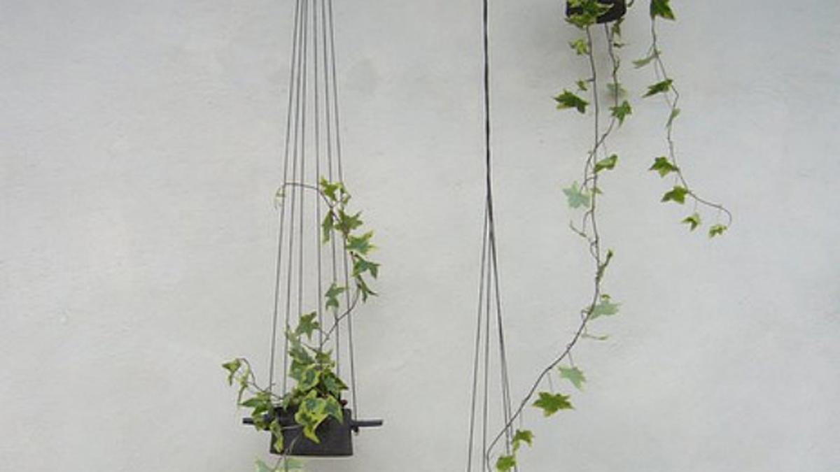 3 Ide Membuat Taman di Dinding untuk Rumah dengan Ruang Terbatas