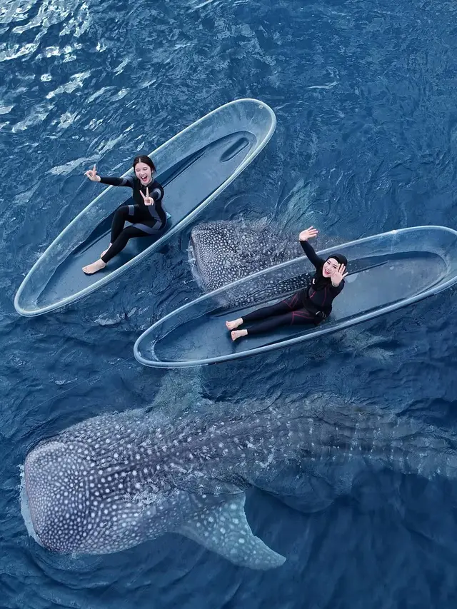 Potret Tiara Andini Berenang Bareng 2 Hiu Paus di Gorontalo. (instagram/tiaraandini)