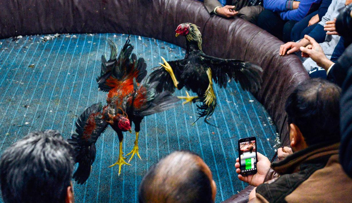 Penonton merekam sabung ayam di Kota Najaf, Irak, Sabtu (26/1). Ayam jenis Harati asal Turki menjadi primadona untuk diadu karena memiliki kaki dan leher berotot. (Haidar HAMDANI/AFP)